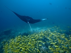 Michal Lindner - Letec v oceáne