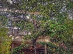 Petra Štangová - Strom, ktorý si našiel vlastnú cestu slobody v zchátralom Palace Hotel Haludovo