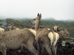 Lucia Minarova - Kto je dnes ešte slobodný