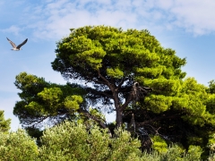 Milan Pagáč - V ústrety slobode