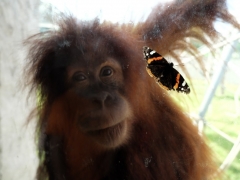 Ján Plachý - Sloboda pohybu