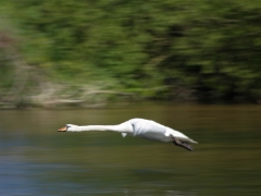Lenka Stankovianska - Prelet labute